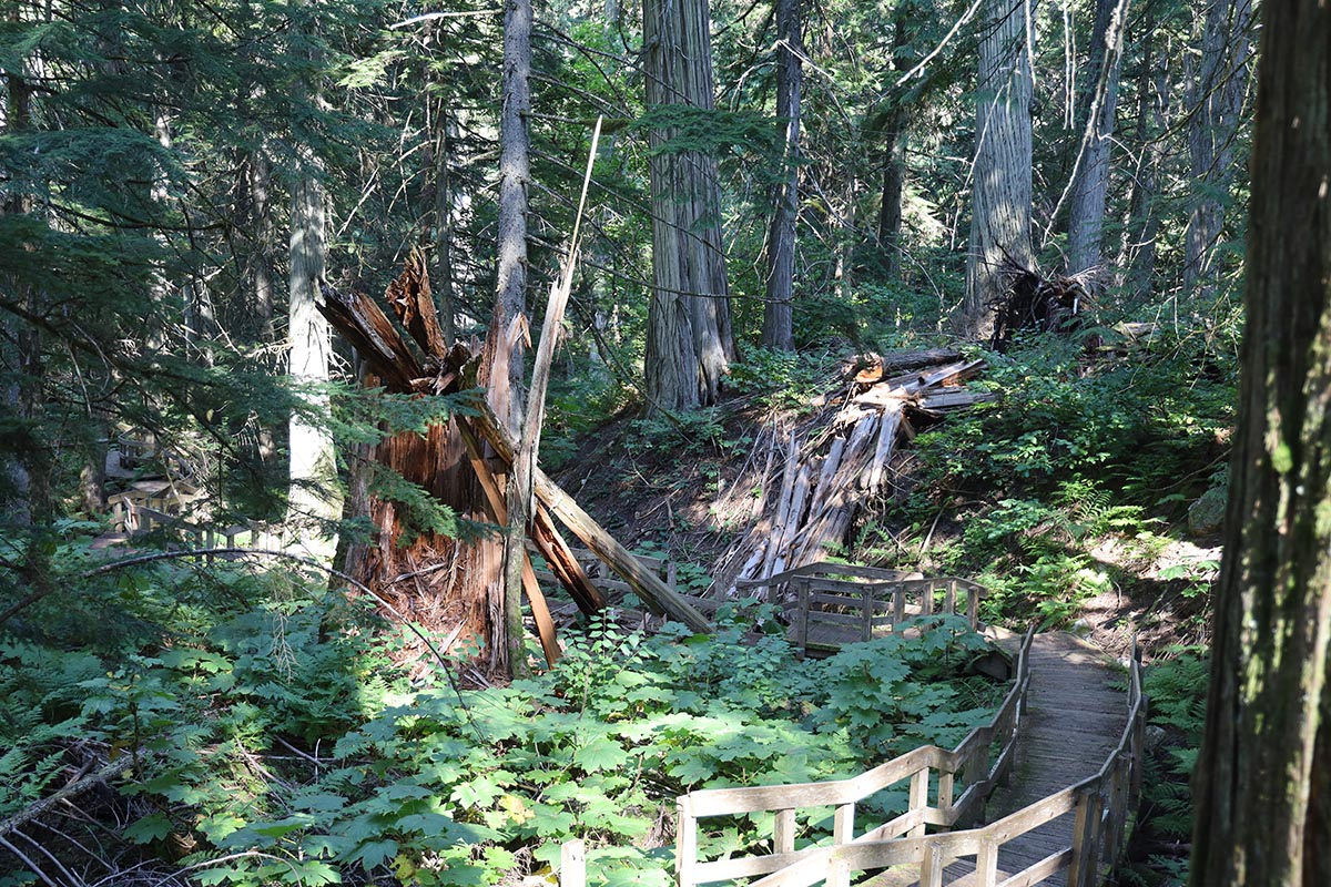 Giant Cedars Boardwalk